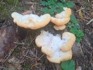 Climacocystis borealis - plstnateček severský