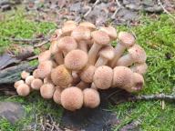 Armillaria mellea - václavka obecná