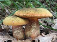 Suillellus luridus 