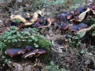 Polyporus badius - choroš smolonohý
