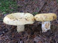 Lactarius intermedius - ryzec jedlový