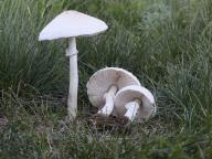 Macrolepiota excoriata - bedla od�en�