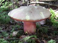 Rubroboletus rubrosanguineus - hřib Moserův