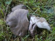 Boletopsis leucomelaena - hrbolatka černobílá