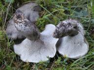 Boletopsis leucomelaena