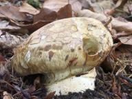 Catathelasma imperiale - náramkovitka císařská