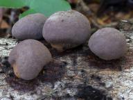 Daldinia concentrica - sazovka kruhat�