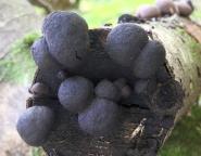 foto Oldřich Jindřich foto Oldřich Jindřich