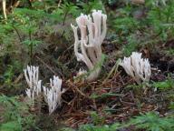 Ramaria gracilis - ku��tka k�ehk�