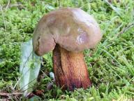 Suillellus luridus - h�ib kolod�j