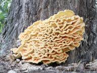 Laetiporus sulphureus - sírovec žlutooranžový