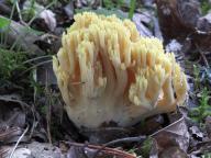 Ramaria atractospora -