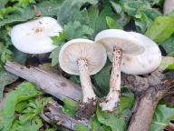 Melanoleuca verrucipes - tmavobělka bradavčitá