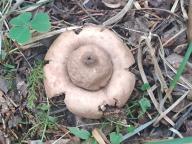 Geastrum fimbriatum - hvězdovka brvitá