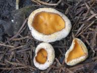 Sowerbyella radiculata - oušenka kořenující