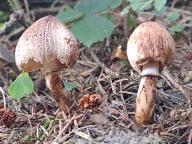 Leucocoprinus badhamii - bedla Badhamova