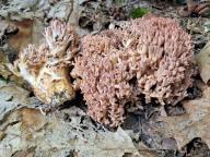 Ramaria botrytis - kuřátka květáková