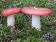 Russula silvestris - holubinka lesn�