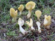 Spathularia flavida - lopatička kyjovitá