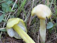 Hygrocybe citrinovirens - voskovka s�ro�lut�