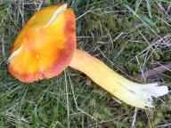 Hygrocybe punicea - voskovka gran�tov�