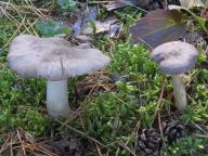 Tricholoma terreum - �ir�vka zemn�