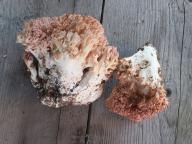 Ramaria botrytis - ku��tka kv�t�kov�