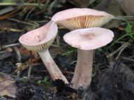 Lactarius lilacinus - ryzec lilákový
