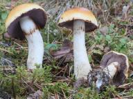 Cortinarius varius - pavučinec různý