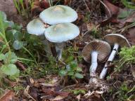 Stropharia caerulea - límcovka modrá