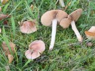 Hebeloma truncatum - slzivka uťatá