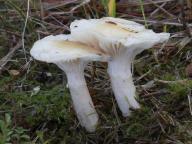 Hygrophorus gliocyclus - šťavnatka slizoprstenná