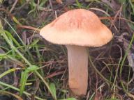 Cuphophyllus pratensis - voskovka luční