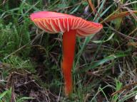 Hygrocybe splendidissima - voskovka nádherná