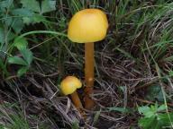 Hygrocybe ceracea - voskovka vosková