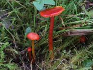 Hygrocybe miniata - voskovka krvavá