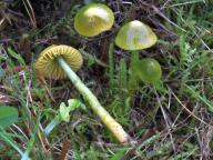 Gliophorus psittacinus - voskovka papouščí