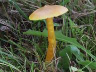 Hygrocybe quieta - voskovka zlatožlutá