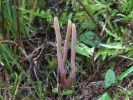 Clavaria incarnata - kyjanka pleťová