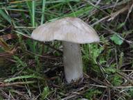 Entoloma prunuloides - z�vojenka mechovkovit�