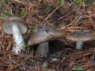 Hygrophorus latitabundus - šťavnatka hnědobílá