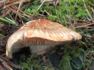 Tricholoma focale - čirůvka límcová