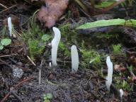Clavaria acuta - kyjanka špičatá