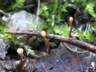 Heyderia pusilla - čapulka maličká