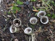 Cyathus olla - číšenka hrnečková