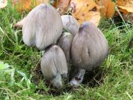 Coprinopsis acuminata - hnojník hrotitý