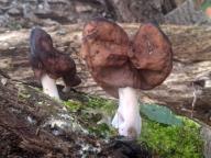 Gyromitra infula - ucháč čepcovitý