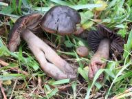 Hygrophorus camarophyllus - šťavnatka kozí