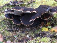 Ischnoderma benzoinum - smolokorka prysky�i�nat�