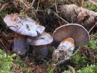 Cortinarius purpurascens - pavu�inec na�ervenal�